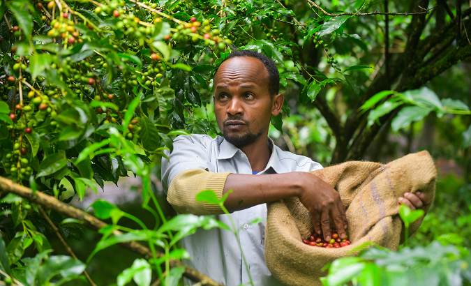 A farmer at a coffee farm in Gomma of Oromia, Ethiopia, Sept. 22, 2021.