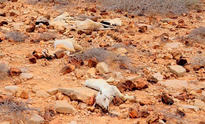African cattle killed by drought, 2022.