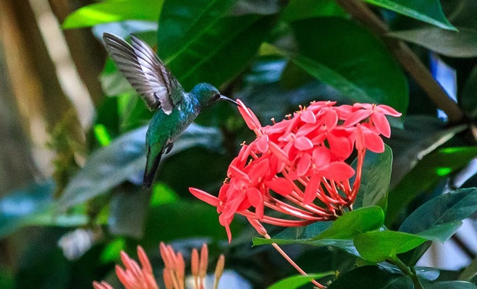 A species of Colombian hummingbird.