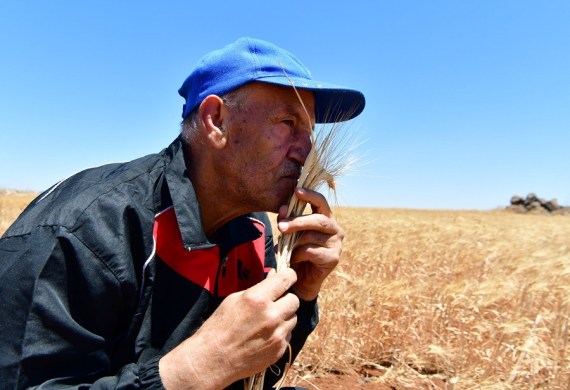 A Syrian farmer harvests wheat on farmland in Syria's southern province of Sweida, on July 2, 2022.
