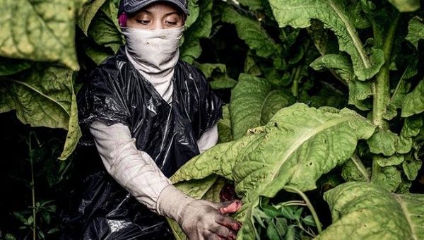 A migrant minor working in agricultural activities in the United States.