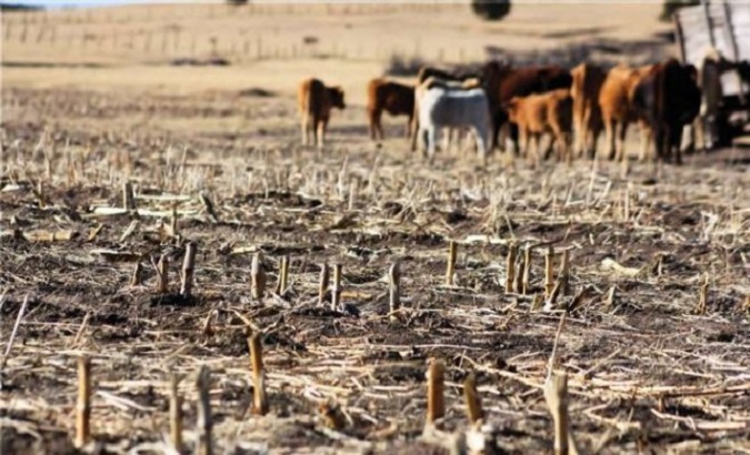Extreme drought conditions have a negative impact on agricultural and livestock production in Bolivia. Nov. 22, 2022.
