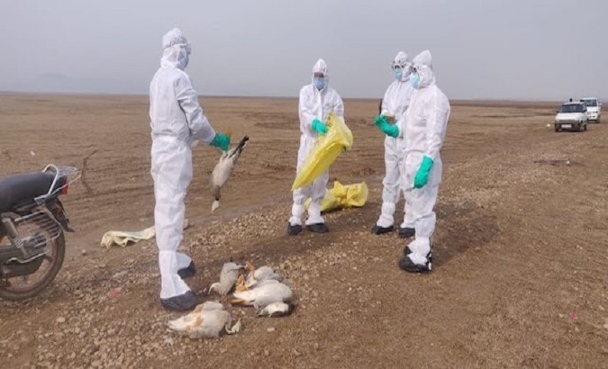 Positive cases of H5N1 avian influenza have been confirmed in the northern regions of Piura and Lambayeque, and in Lima. Nov. 24, 2022.