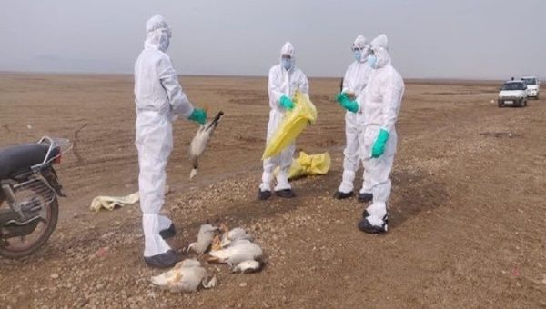 Positive cases of H5N1 avian influenza have been confirmed in the northern regions of Piura and Lambayeque, and in Lima. Nov. 24, 2022. 