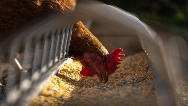 According to the Minister of Agriculture and Livestock, Bernardo Manzano, the consumption of eggs and chicken meat is guaranteed despite the recent outbreak of H5 avian flu in the country. Nov. 30, 2022. 