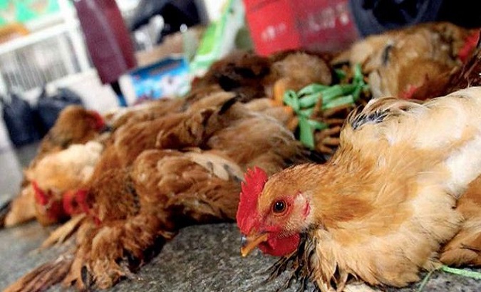 Bolivia seeks to preserve its avian influenza free country status. Dec. 2, 2022.