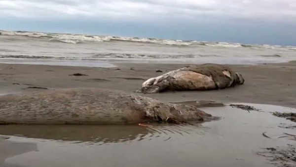 The endangered Caspian seal is the only mammal living in the Caspian Sea. Dec. 5, 2022. 