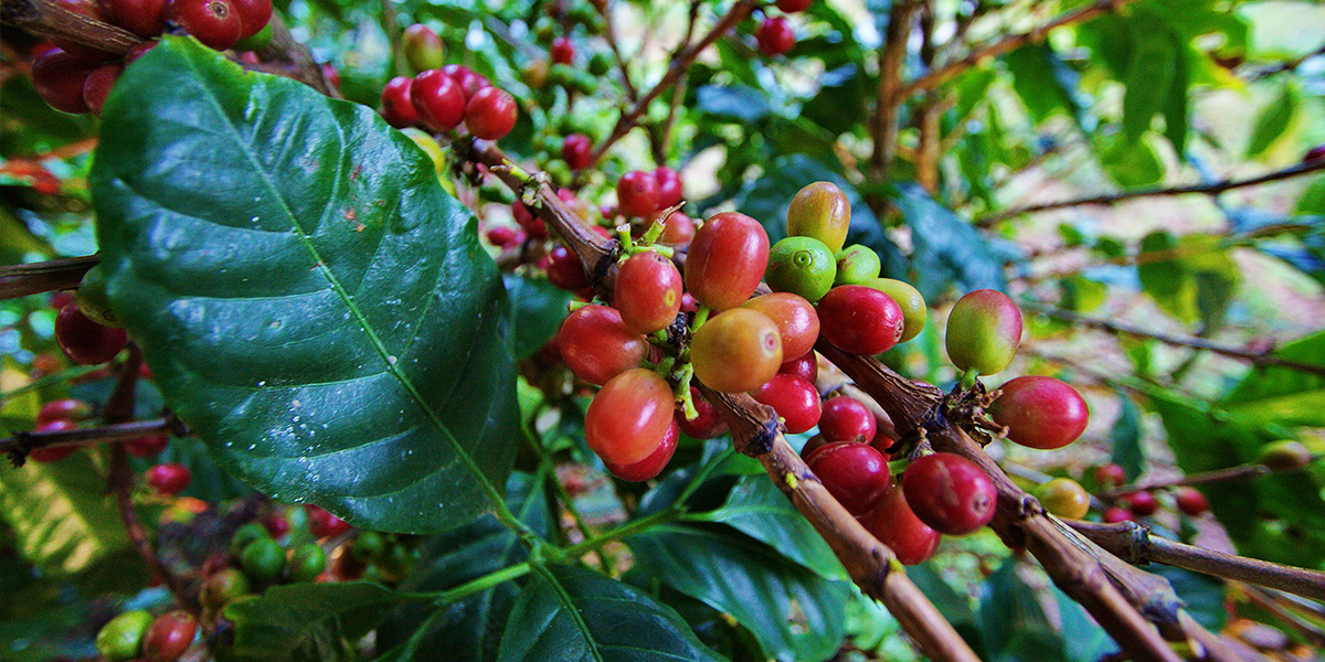 Venezuelan Coffee Beans