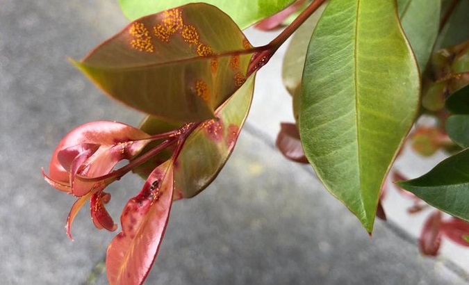 Myrtle rust on a Myrtaceae.