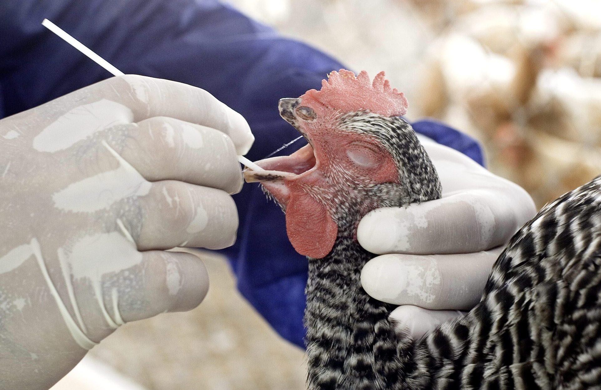 Ecuador Registers First Case of Avian Flu in Humans