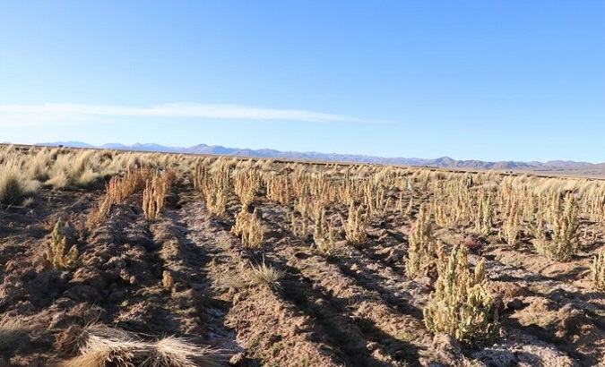 A view of crops damaged by drought, Bolivia.