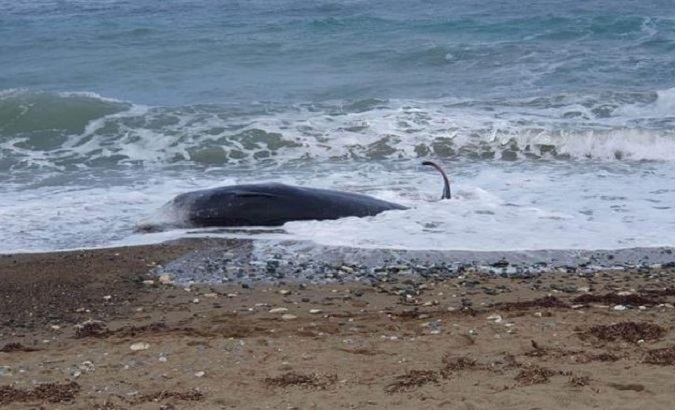 Dead whale on the northern shores of Cyprus, Feb. 10, 2023.