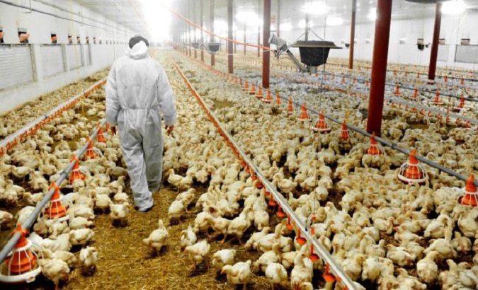 A farmer walks through a poultry farm.