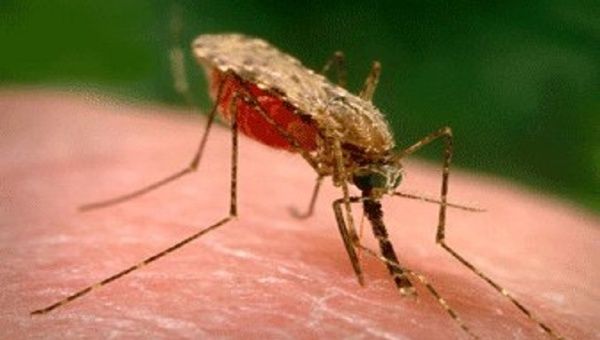 The disease is transmitted to people by the bite of infected female Anopheles mosquitoes. Mar. 29, 2023. 