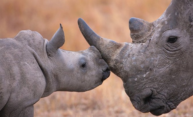 Two specimens of rhinos in Africa.