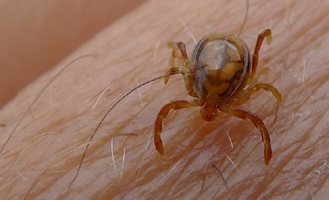 The image shows a tick that transmits Crimean-Congo hemorrhagic fever (CCHF).