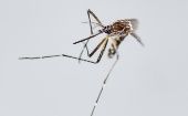 El comunicado puntualizó que la enfermedad se transmite a través de la picadura del mosquito Aedes aegypti 