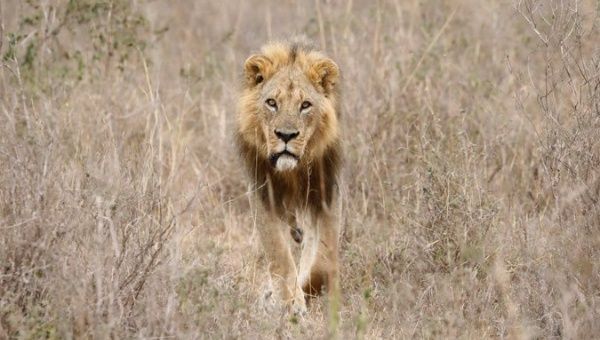 A lion at the Nairobi National Park in Kenya.