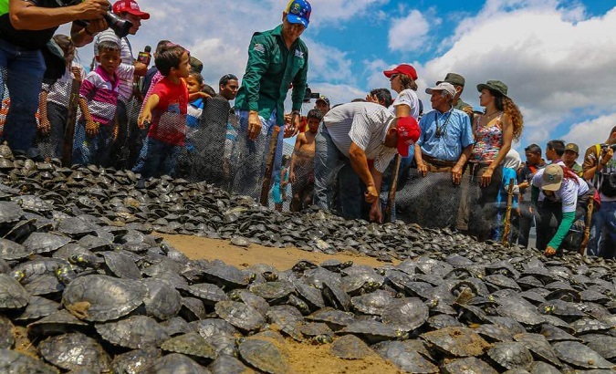File photo of the release of turtles Arrau, Venezuela.
