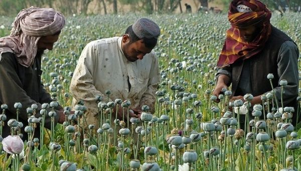 Opium cultivation in Afghanistan. Jul. 10, 2023.