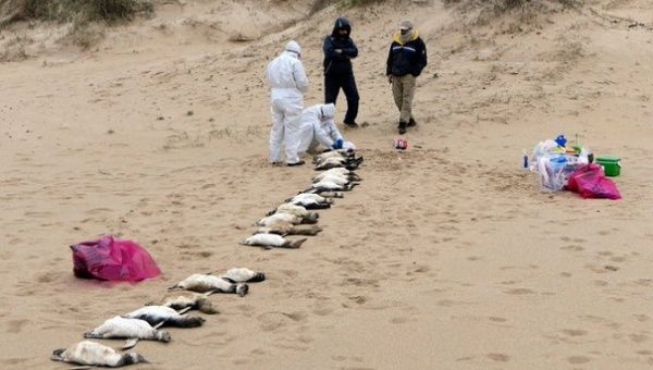 Environmental Ministry technicians carry out the removal of the Magellanic penguins.