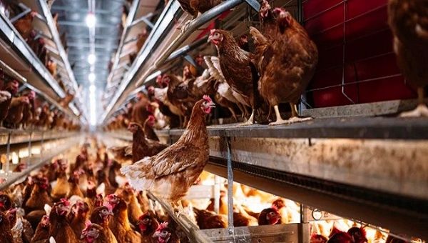 Since last June, no new outbreaks have been detected in poultry. Aug. 17, 2023. 