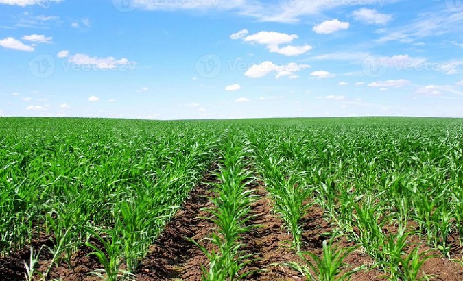 35% of the white and yellow corn consumed in the Caribbean nation is produced in the plantations of Portuguesa. Aug. 28, 2023.