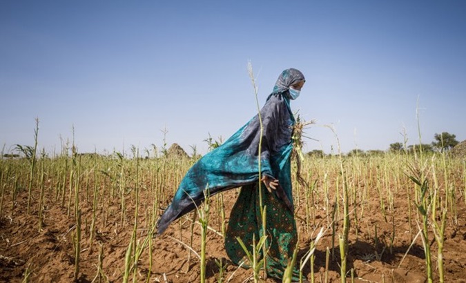 An African woman walks through a drought-affected field, 2024.