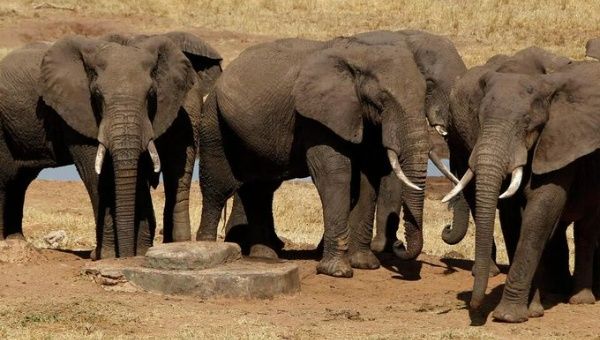 Elephants population in Botswana, April 3, 2024