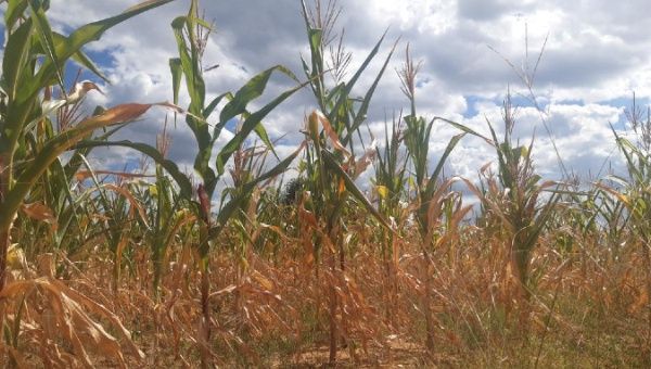 Zimbabwe has put a total of 1,728,897 hectares under maize crop and other cereals, which should have guaranteed a bountiful harvest, the president said.