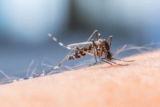 Mosquito Aedes Aegypty main transmissor of dengue, May 2024