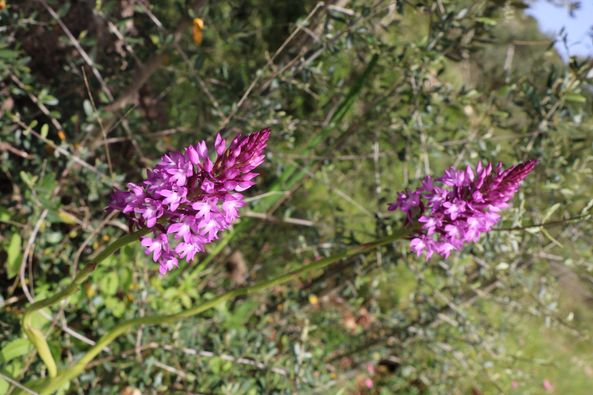 Native Palestinian Flowers, May 2024