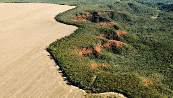 Deforestation caused by the advance of the agricultural frontier in Brazil, 2024.